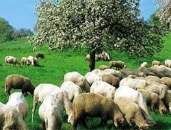 Türkiye de koyun klonladı