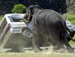 2007den MÜTHİŞ fotoğraflar